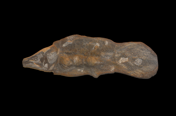 Coelacanthe fossile (-380 Ma)